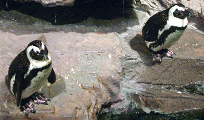 Penguins at the New England Aquarium