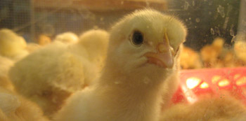 Fryeburg Fair chick