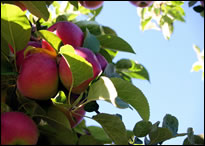 Apple picking
